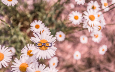 Des marguerites avec une paire de lunettes